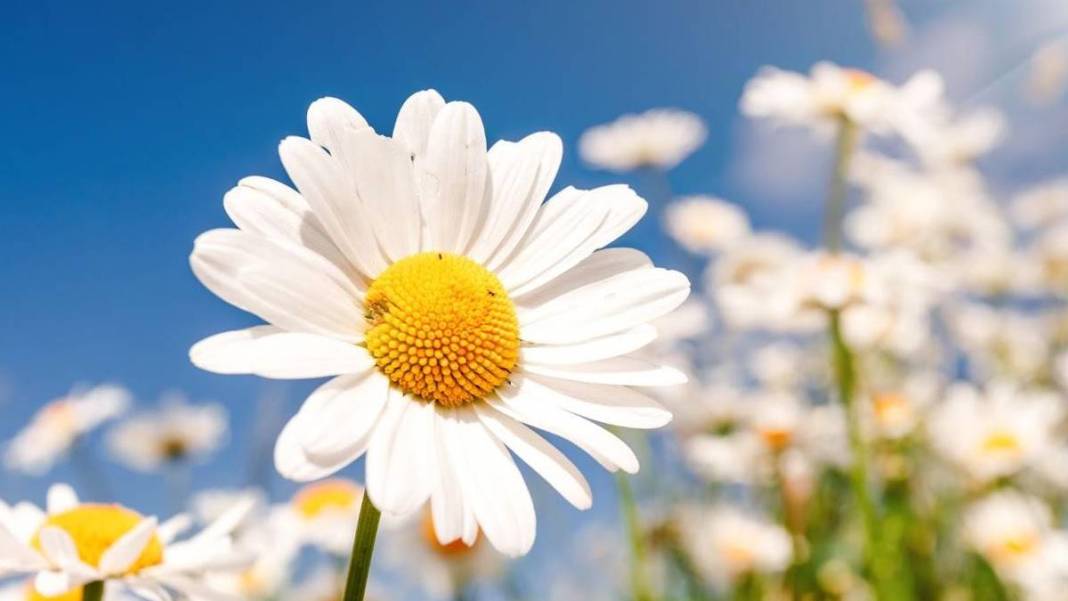 Bu bitkilerin bir tek ölüme çaresi yok! Bedava olduğu için kimse tavsiye etmiyor: Bu 9 bitki ile bir daha hasta olmayacaksınız 11